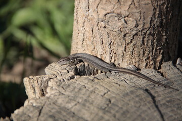 lizard on the tree