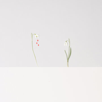 Top view minimal abstract image of two fresh natural snowdrop flowers blooming in a winter and announcing spring. Bright pastel gray and champagne color background. Pumpkin seed bellow white head.