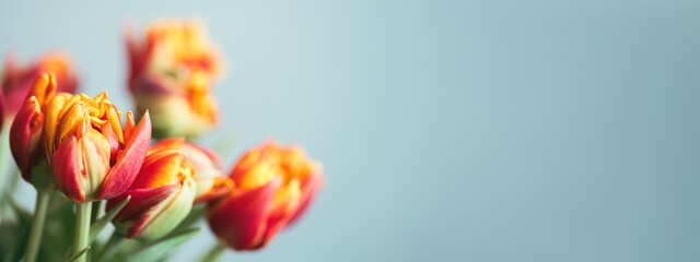 Banner with bouquet of red tulips. Beautiful spring flowers.