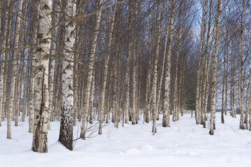 many white birch trunks growing in lines