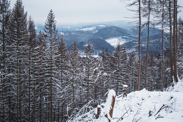 Winter in Harz Mountains National Park, Germany. Moody snow covered landscape in German forest