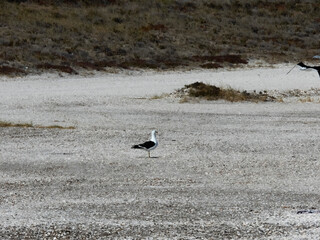 Aves caminando por la playa