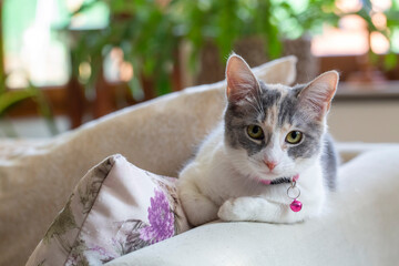 Cute calico kitten, pet animal.