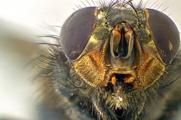 A macro shot of fly . Live housefly .Insect close-up. macro sharp and detailed fly compound eye surface. made with the technique of stacking