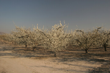 Ciruelos en primavera en plena floración. Cieza (Murcia-España).