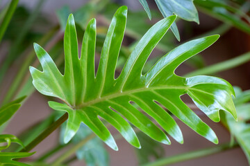 Philodendron xanadu croat leaf green nature