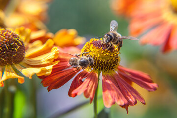 Honey bee covered with yellow pollen drink nectar, pollinating orange flower. Inspirational natural floral spring or summer blooming garden or park background. Life of insects. Macro close up.