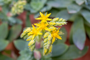 Sedum palmeri,succulent plant with yellow flowers