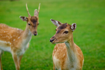 Fototapeta premium Deers grazing on meadow. Deer herd meadow grazing. Deer herd on deer farm. New born roe deer, wild spring nature.