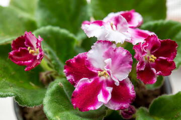 African violets (Streptocarpus sect. Saintpaulia) with pink and purple flowers in decorative pots on a sunny windowsill.
