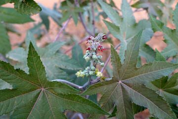 Castor (Ricinus communis) on nature background. The castor bean or castor oil plant, is a species...
