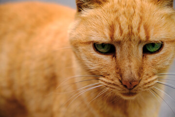 close up of a yellow cat with green eyes