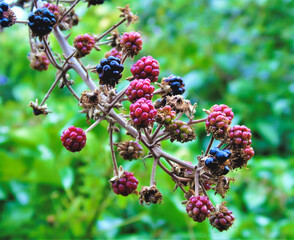 berries on a bush