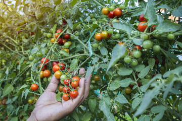  organic tomatoes.