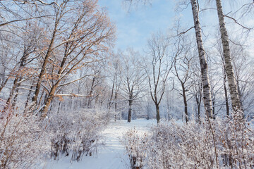 Picturesque winter scenery with trees covered with snow in the park.
