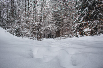Winter in Harz Mountains National Park, Germany. Moody snow covered landscape in German forest