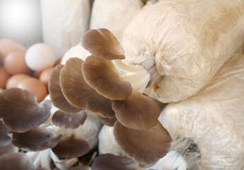 Indian Oyster, Phoenix Mushroom,  Lung Oyster (Pleurotus pulmonarius). Mushrooms were blooming from a nursery bag.