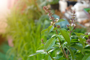 Sweet basil, Thai basil (Ocimum basilicum Linn.) on nature background.  Leaf essential oils contain Ocimine, alpha-pinene, 1,8-cineole, eucalyptol, linalool, geraniol, limonene, eugenol.