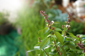 Sweet basil, Thai basil (Ocimum basilicum Linn.) on nature background. Leaf essential oils contain Ocimine, alpha-pinene, 1,8-cineole, eucalyptol, linalool, geraniol, limonene, eugenol.