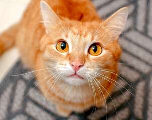 A ginger cat with huge round eyes looks attentively and warily. Focus on the cat's nose.
