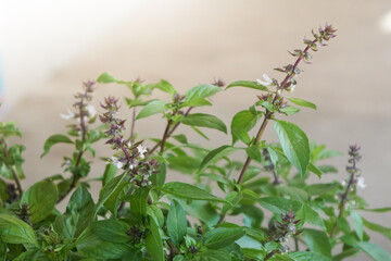Sweet basil, Thai basil (Ocimum basilicum Linn.) on nature background. Leaf essential oils contain Ocimine, alpha-pinene, 1,8-cineole, eucalyptol, linalool, geraniol, limonene, eugenol.