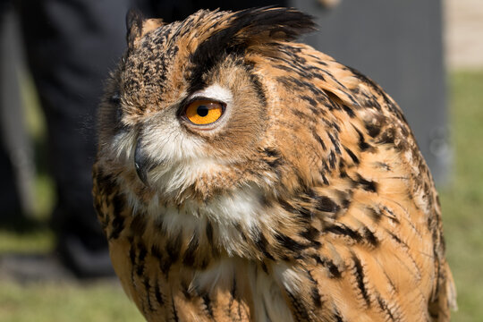 Stunning Eurasian Eagle Owl with a big orange eye and brown and black mottled plumage.