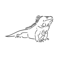Lizard iguana isolated. Black and white reptile. Vector illustration. Hand drawing realistic. Vintage engraving of wildlife. iguana vector sketch on a white background