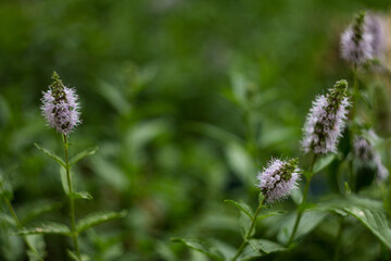 Close up of common mint (mentha spicata) flowers in bloom