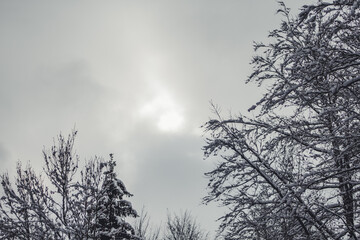 Winter in Harz Mountains National Park, Germany. Moody snow covered landscape in German forest