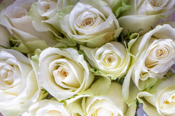 Many white roses are a top view. Vintage style.