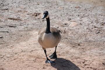 country goose branta canadensis