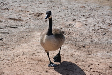 country goose branta canadensis