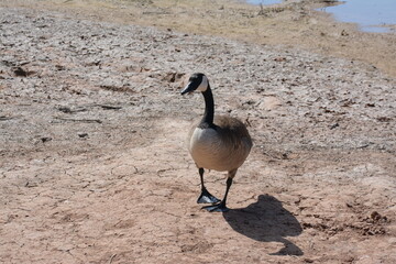 country goose branta canadensis