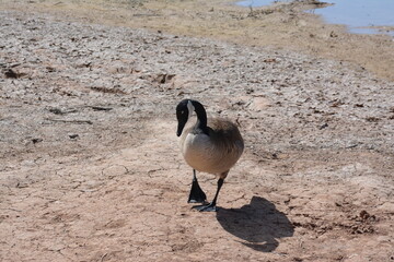 country goose branta canadensis