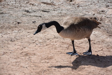 country goose branta canadensis
