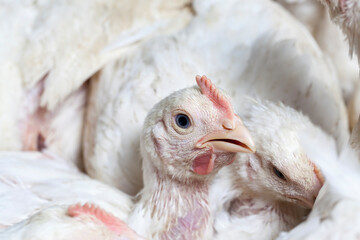 broiler breed of chicken