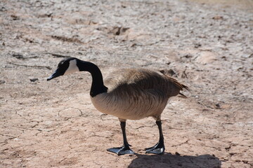 country goose branta canadensis