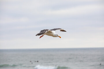 Fototapeta na wymiar Flying Seagull over the beach during sunset time in Del Mar, San Diego, California, USA