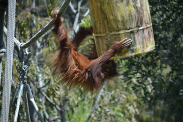 Chimpanzee swinging at zoo