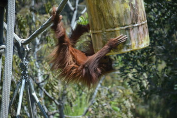 Chimpanzee swinging at zoo
