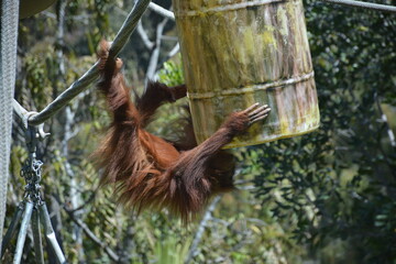 Chimpanzee swinging at zoo