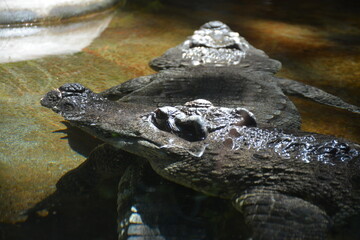 Crocodile in water on another crocodile