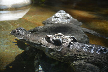 Crocodile in water on another crocodile