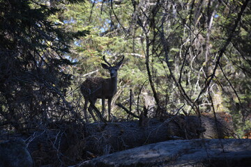 Deer in forest in Sequoia national park
