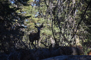 Deer in forest in Sequoia national park