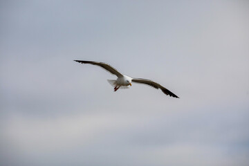 Flying Seagull over the beach during sunset time in Del Mar, San Diego, California, USA