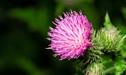 Close-up of common green plants in Northeast China