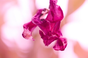 Obraz na płótnie Canvas vertrocknete Tulpe pink weiß rosa