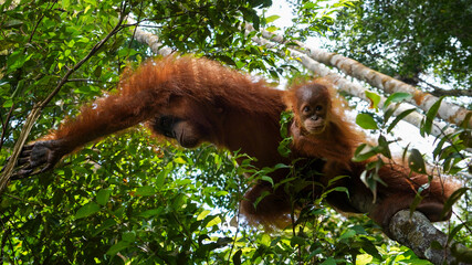 Mother and baby - wild orangutans in the rainforest of Sumatra, Indonesia © Eduardo