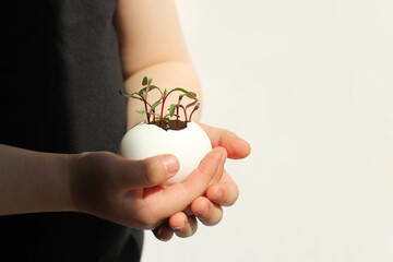 young fresh greens in a egg shell. seed sprouting. concept of awakening nature and waste-free farming.